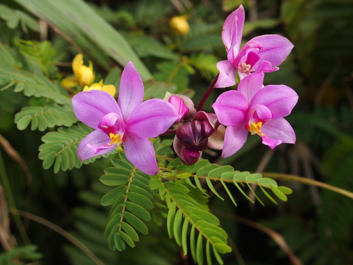 vad orchidea Martinique